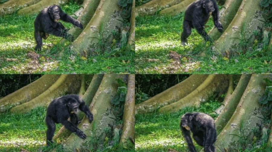 Os chimpanzés combinam "chamadas de longa distância" com batidas nos caules das árvores - A SOLDATI
