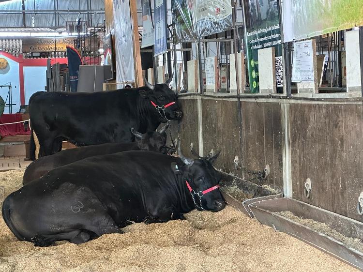 Gado Wagyu, na Expointer 2024: cada animal pode custar entre R$ 30 e R$ 35 mil