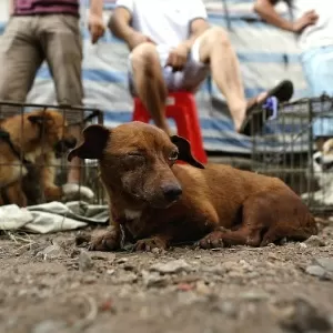 Yulin. O festival de carne de cão que indigna a maioria dos chineses