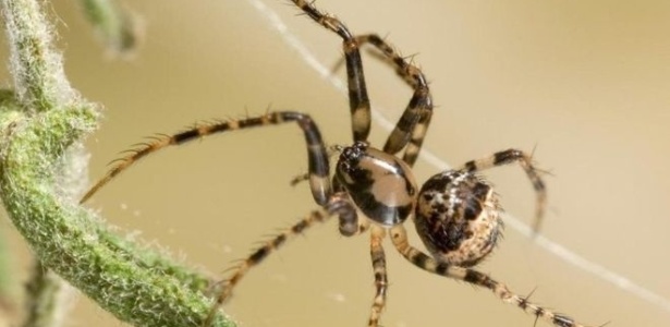 A aranha pirata (Ero sp.) na teia de outra aranha - STEPHEN DALTON/NATUREPL.COM
