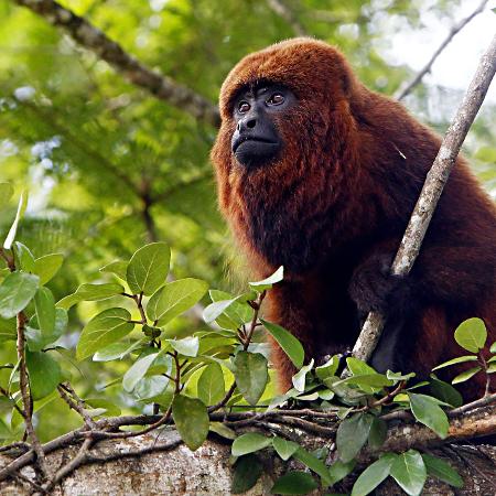 macaco da espécie bugio achado morto, no final de janeiro, em Itapeva, interior de São Paulo - Albari Rosa/AGP/Folhapress