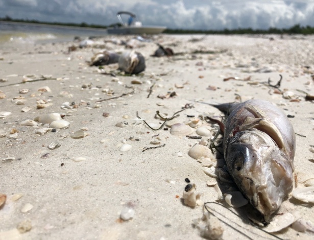 Centenas de peixes e outros animais marinhos estão morrendo na Flórida devido a uma maré vermelha - Gianrigo Marletta/AFP