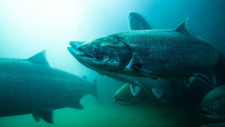 Projeto que viralizou quer salvar peixes desorientados por consequência da intervenção humana em seus habitats - Getty Images