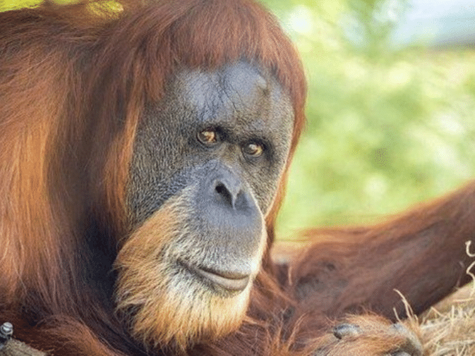Orangotango tida como a mais velha do mundo morre aos 61 anos nos EUA