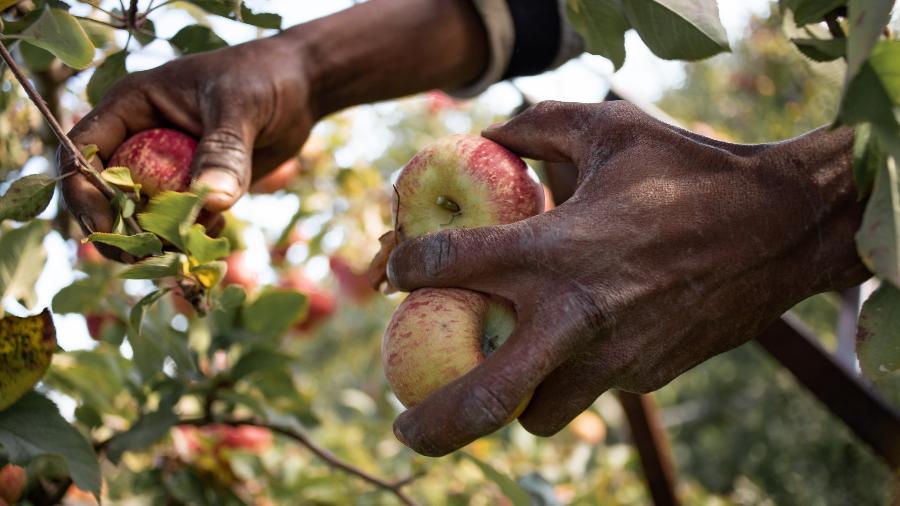 Colheita em pomar de maçã em São Joaquim (SC) - Gabriel Schlickmann