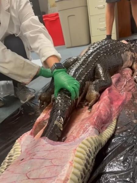 Euthanasia - Instagram / rosiekmoore - Instagram / rosiekmoore