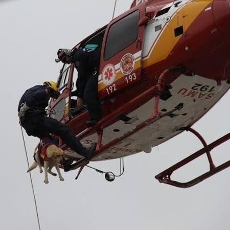 A cadela Find durante buscas - Corpo de Bombeiros Militar de Santa Catarina