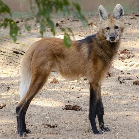 Lobo-guará, o maior canídeo silvestre da América do Sul, que está em risco de extinção no Brasil - Prefeitura de Belo Horizonte