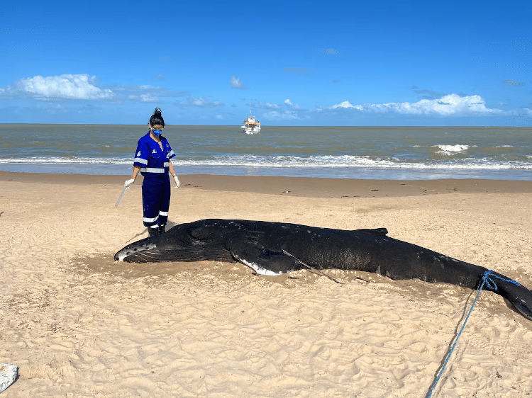 Coleta de cérebro de filhote de baleia jubarte na ilha de Barra Velha em Nova Viçosa, em parceria com o Instituto Baleia Jubarte