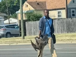 Foto que liga a morte de animais a imigrantes incorretamente é explicada