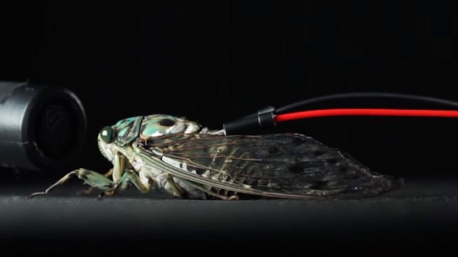 Graptopsaltria nigrofuscata, espécie de cigarra comum no Japão Graptopsaltria nigrofuscata, espécie de cigarra comum no Japão