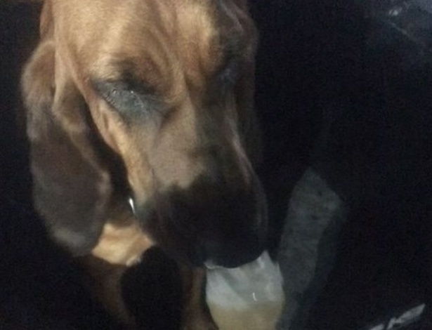 Cão policial encontrou mulher desaparecida nos EUA após ter amostra de seu cheiro - Reprodução/Facebook