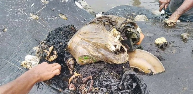 Baleia cachalote foi encontrada morta com 115 copos e 25 sacolas de plástico no estômago - Alfi Kusuma/AKKP/Reuters