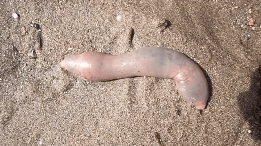 Vermes em formato de pênis invadem praia nos Estados Unidos - Reprodução/YouTube