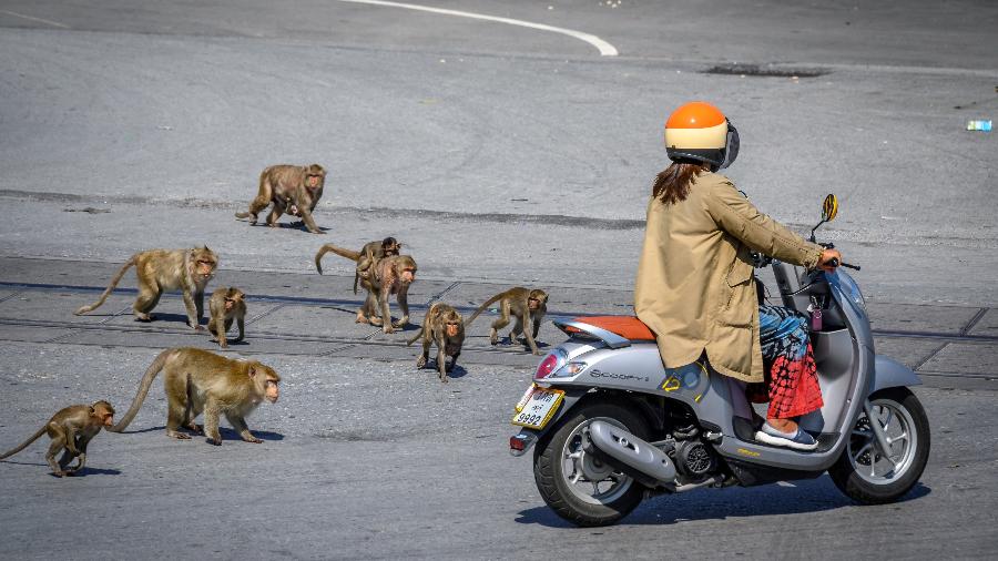 Mulher é perseguida por macacos em Lopburi, na Tailândia, a "cidade dos macacos" - Mladen Antonov/AFP