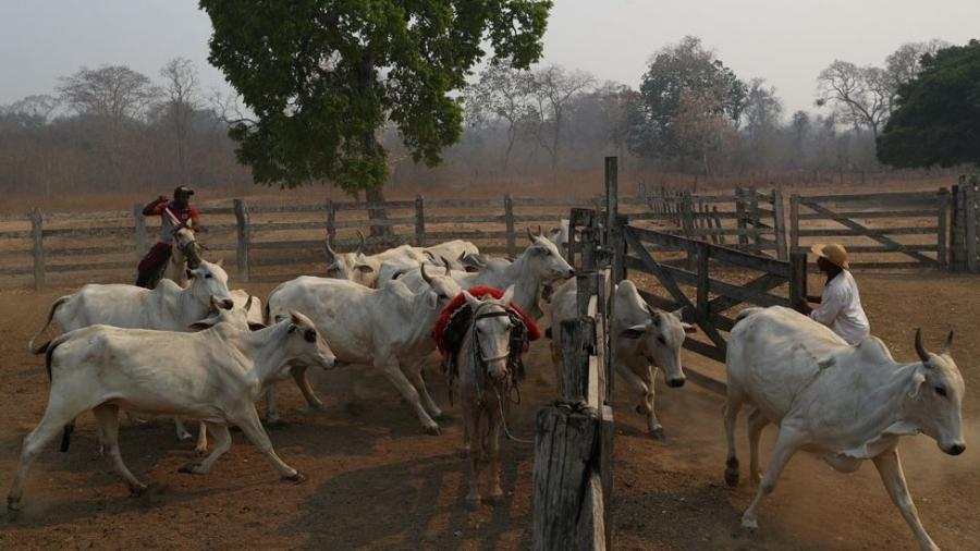 Criação extensiva de gado não ajuda a combater incêndios - Reuters
