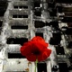 May 31, 2022 - A red poppy flower appears in front of a demolished residential building in the port city of Mariupol in southeastern Ukraine - May 31, 2022 - AFP
