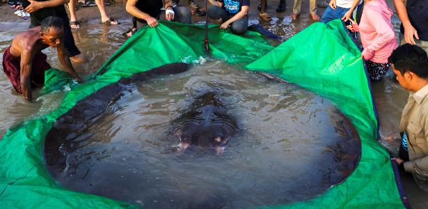 Giant stingrays weighing 300 kg become the largest freshwater fish ever caught