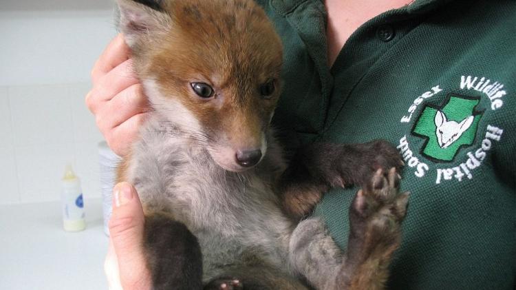 Fox cub received food, water and lots of affection - Press Release/South Essex Wildlife Hospital - Press Release/South Essex Wildlife Hospital