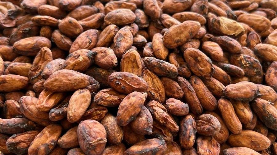 Produção de cacau em São Paulo Produção de cacau em São Paulo