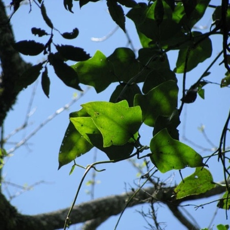 Guaco (Mikania glomerata)