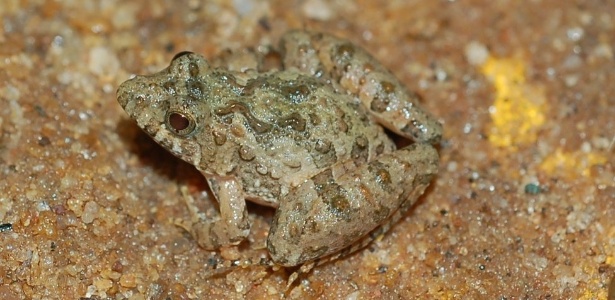 Pseudopaludicola murundu encontrada em Poços de Caldas (MG); estudos avançaram graças ao maior interesse dos pesquisadores e ao barateamento da tecnologia de análise - Divulgação
