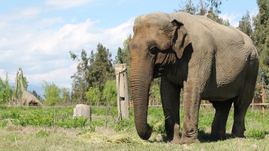A elefanta Ramba em parque no Chile - Santuário de Elefantes Brasil