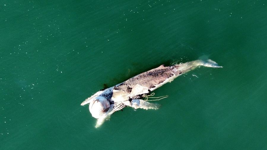 Baleia morta foi avistada boiando em praia de Florianópolis - Divulgação/ Emanuel Ferreira - R3 Animal