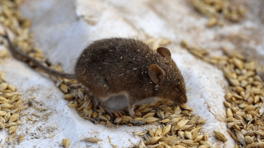 Austrália vive uma infestação sem precedentes de ratos, que se aproveitam de boas colheitas e temperatura agradável - AFP