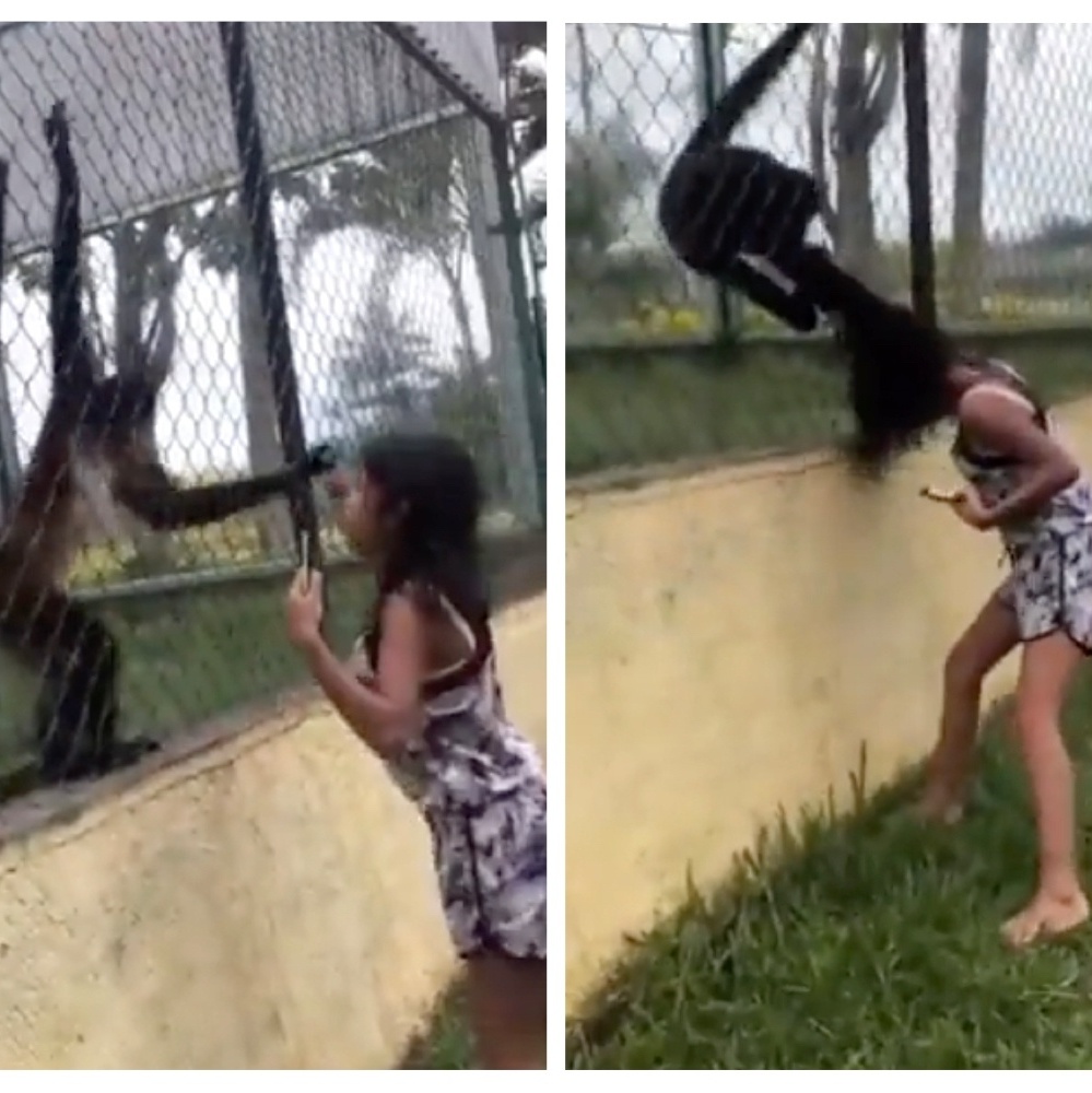 Macaco agarra menina pelos cabelos após ser provocado em zoo no México