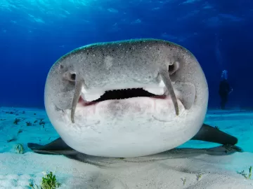 Turista é mordida por tubarão durante nado em Fernando de Noronha