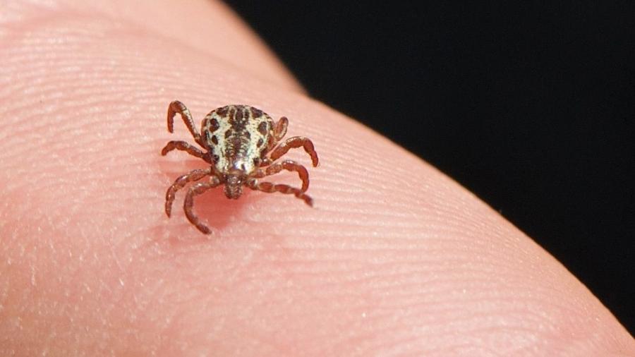 Carrapato estrela é o transmissor da febre maculosa