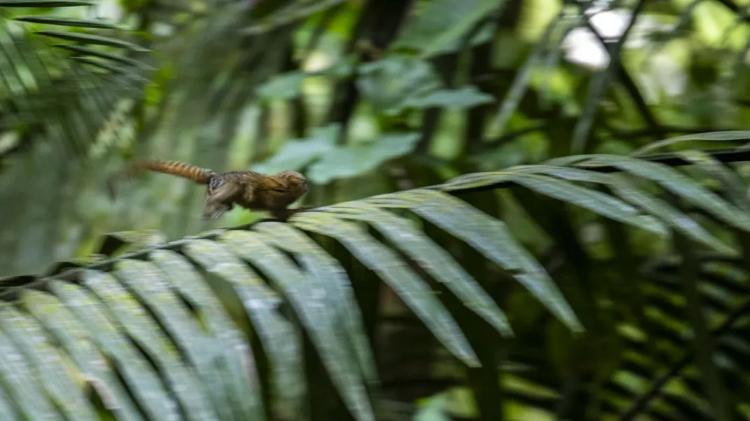 O macaco da espécie pygmy marmoset mede apenas 15 centímetros