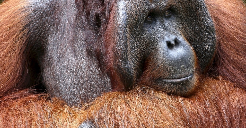 31.jul.2015 - Orangotango macho aguarda a chegada da comida, no Parque Nacional Tanjung Puting, na província Central Kalimantam (Indonésia)