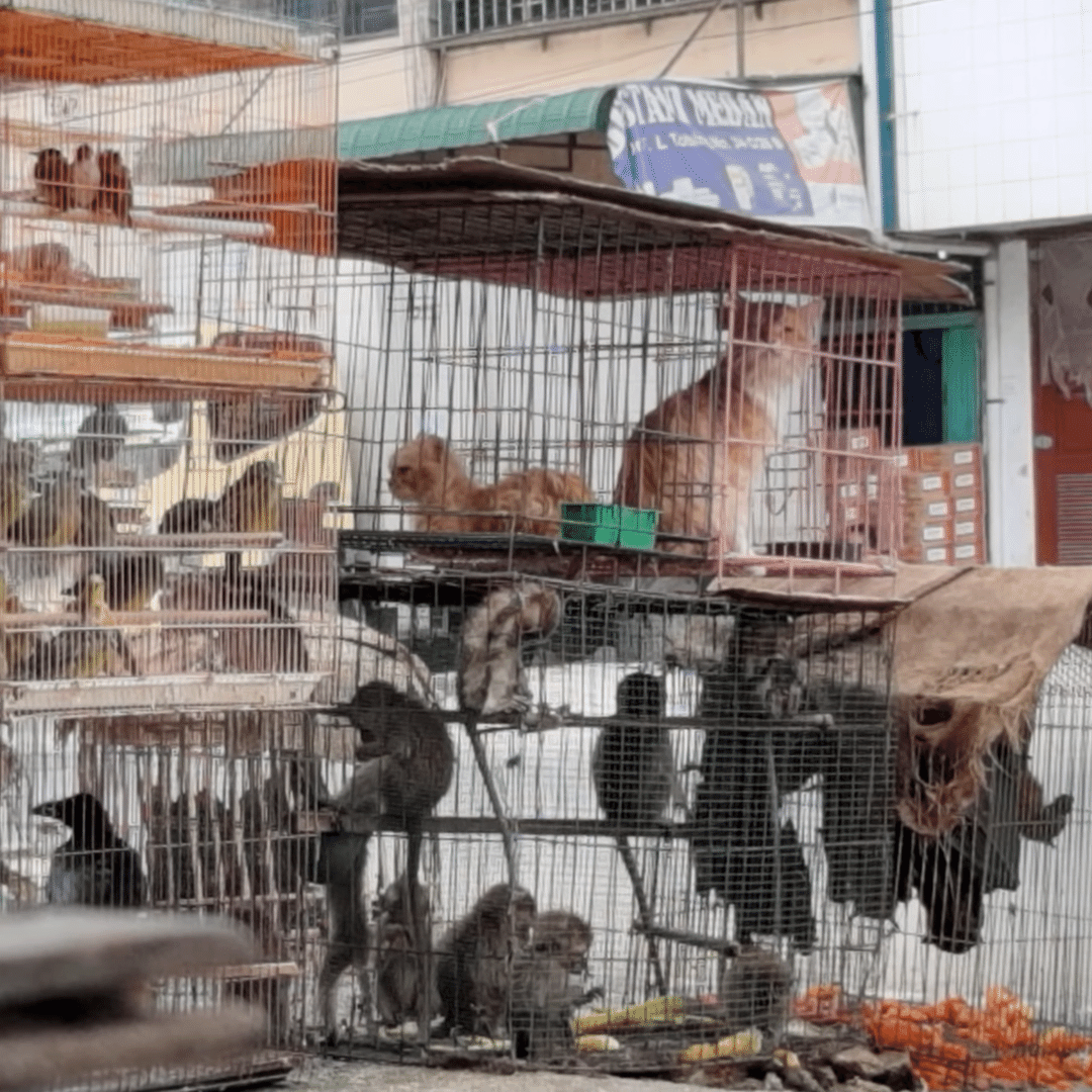 Coronavírus: vídeo da Peta mostra que mercados de animais vivos foram  reabertos na China