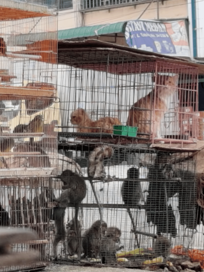 Coronavírus: vídeo da Peta mostra que mercados de animais vivos foram  reabertos na China