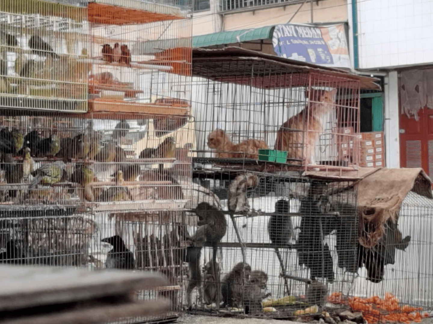 Coronavírus: vídeo da Peta mostra que mercados de animais vivos foram  reabertos na China