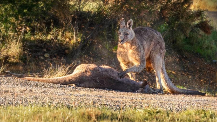 Animal demonstrou consternação e tristeza ao perceber a morte da sua companheira - Divulgação/Australian Society for Kangaroos