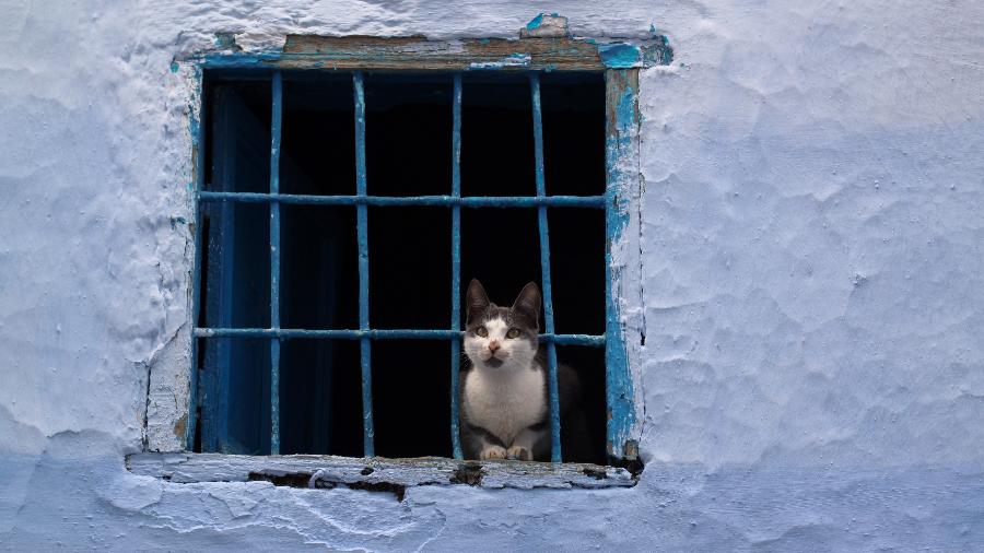 Gato é capturado tentando entrar com drogas em presídio do Sri Lanka e escapa no dia seguinte - Geraint Rowland Photography/Getty Images