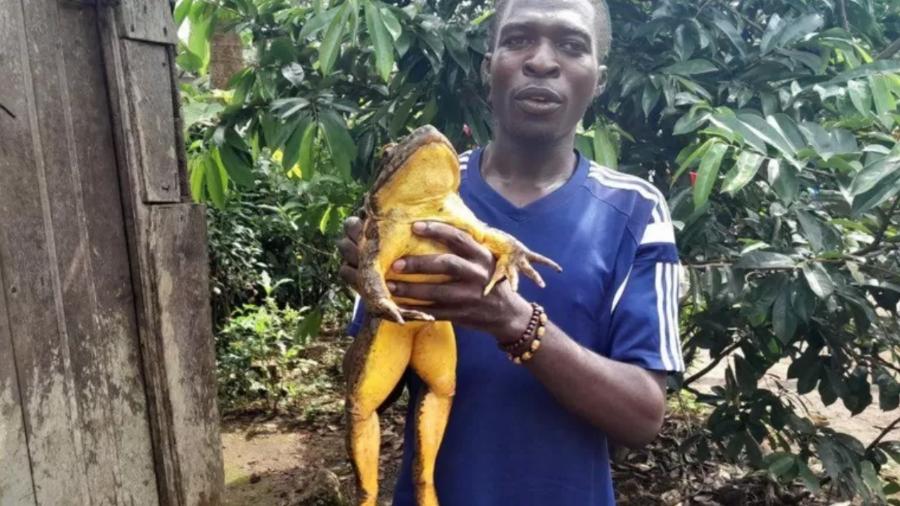 Rã-golias, a maior espécie de anuros do mundo, encontrada em Camarões e na Guiné Equatorial - Jeanne D"arc Petnga