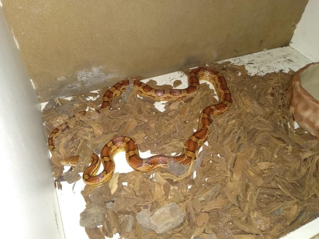 FOTOS: Corn snake, espécie de serpente exótica dos EUA, é