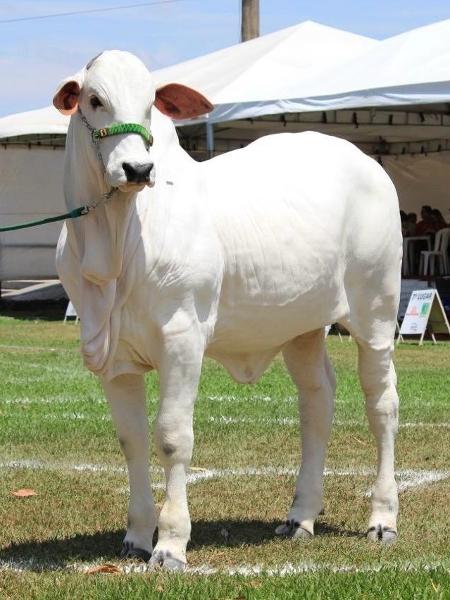A fêmea bovina mais valiosa do mundo, ainda bezerra, com poucos meses de vida