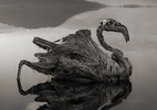 Cientistas explicam mistério do lago que 'petrifica' animais na África