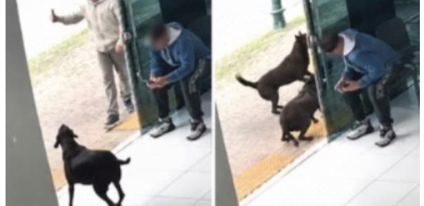 Polícia Civil 'inocenta' PM que matou a tiros cão comunitário no Paraná