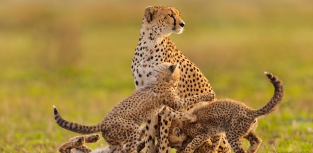 Guepardos estão entre os animais com queda representativa da população - Frans Lanting/National Geographic Creative