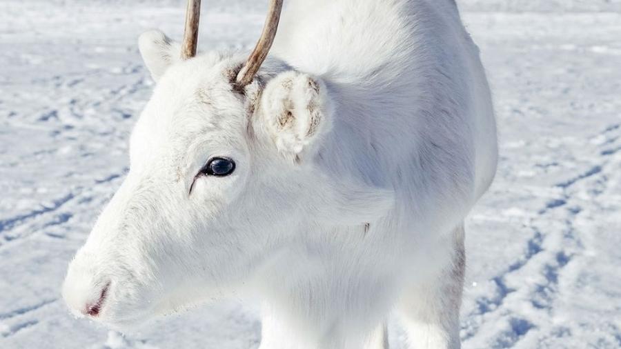 Fotógrafo da Noruega compartilhou imagens de um filhote raro de rena branca, que encontrou enquanto fazia uma trilha - Mads Nordsveen
