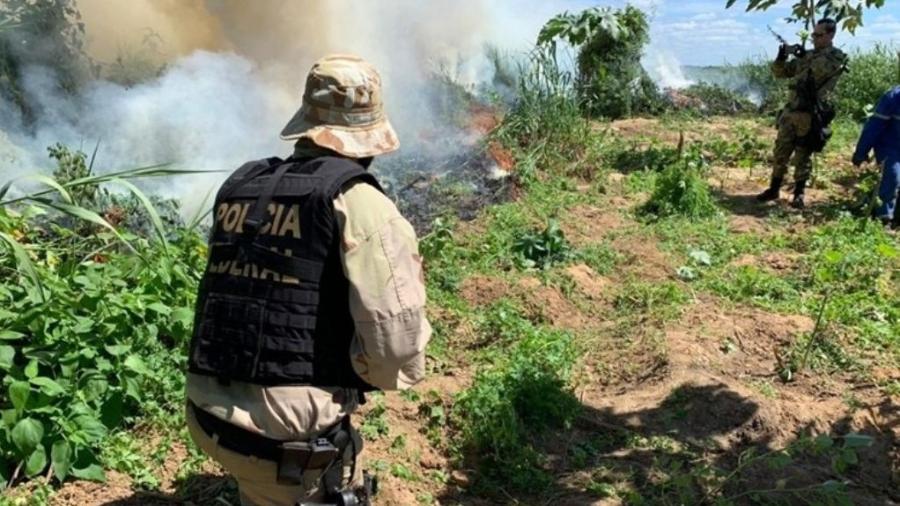 10 out 2019 (Divulgação/Polícia Federal) - PF erradica 248 mil pés de maconha no sertão pernambucano - Divulgação/Polícia Federal