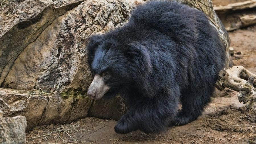 Vesícula biliar de urso-preguiça, que suspeito também retirava, é usado pela medicina chinesa e vale muito no comércio ilegal - Getty Images