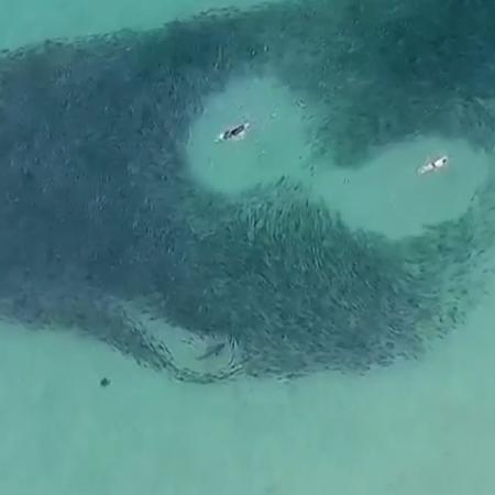 Pessoas nadam ao lado de salmões e de tubarão-lixa na Austrália - Reprodução/Instagram