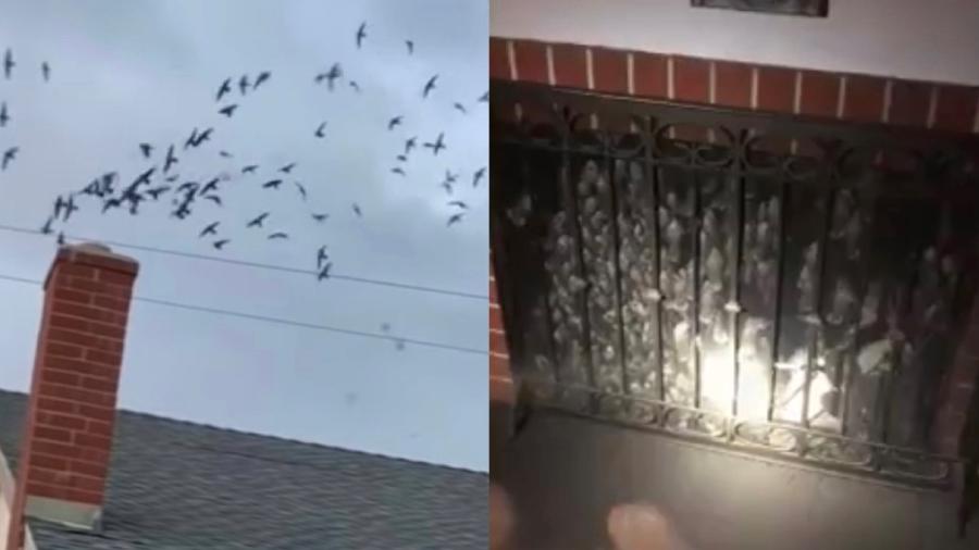 Pássaros invadem casas pelas chaminés na Califórnia, nos EUA - Reprodução/ YouTube/ CBS Los Angeles/ Corpo de Bombeiros de Montecito